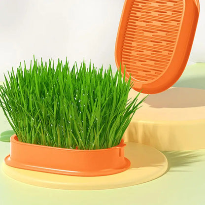 🥕🥕🥕"Happy Carrot" - Kitty's funny yummy grass tray🌱