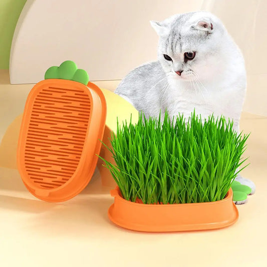 🥕🥕🥕"Happy Carrot" - Kitty's funny yummy grass tray🌱