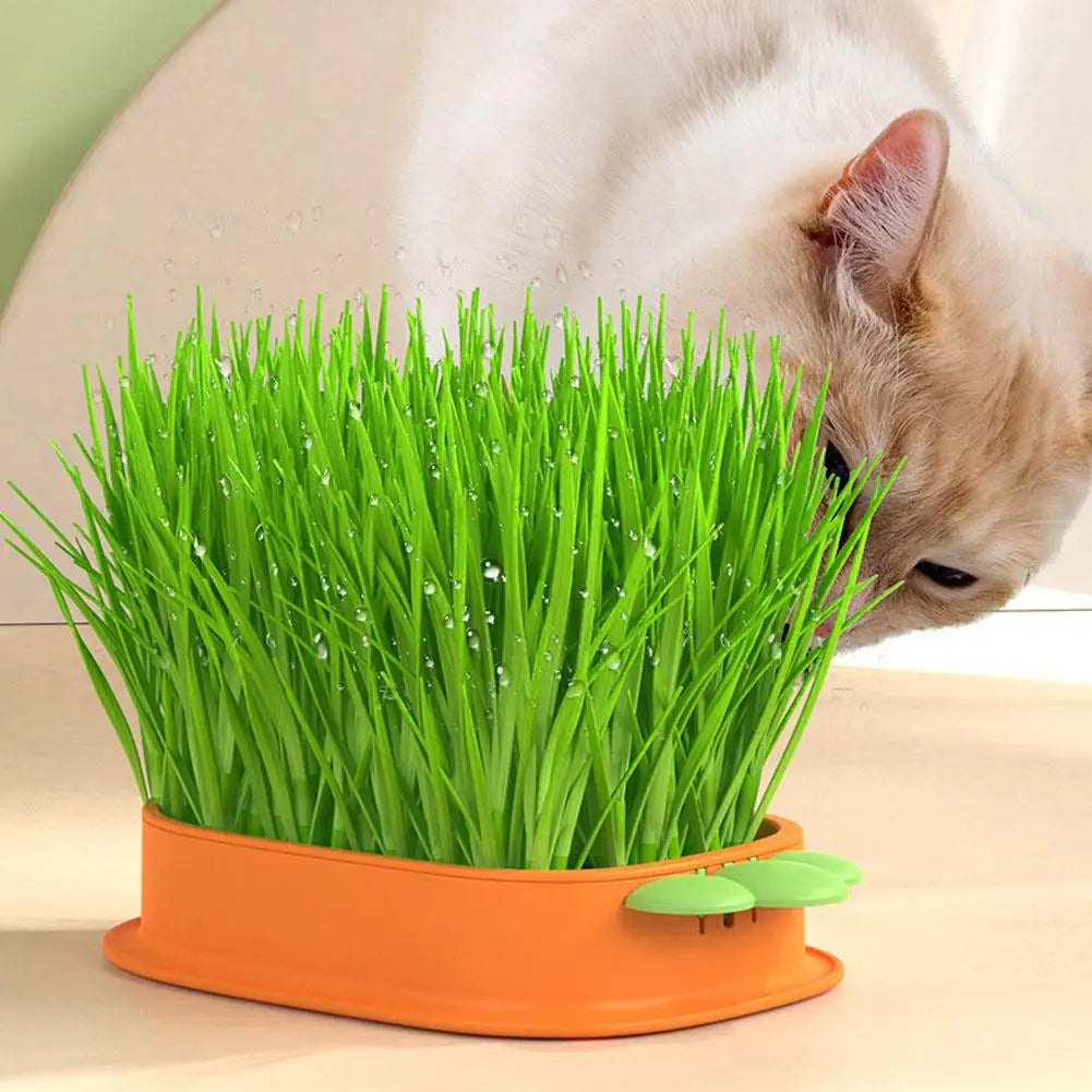 🥕🥕🥕"Happy Carrot" - Kitty's funny yummy grass tray🌱