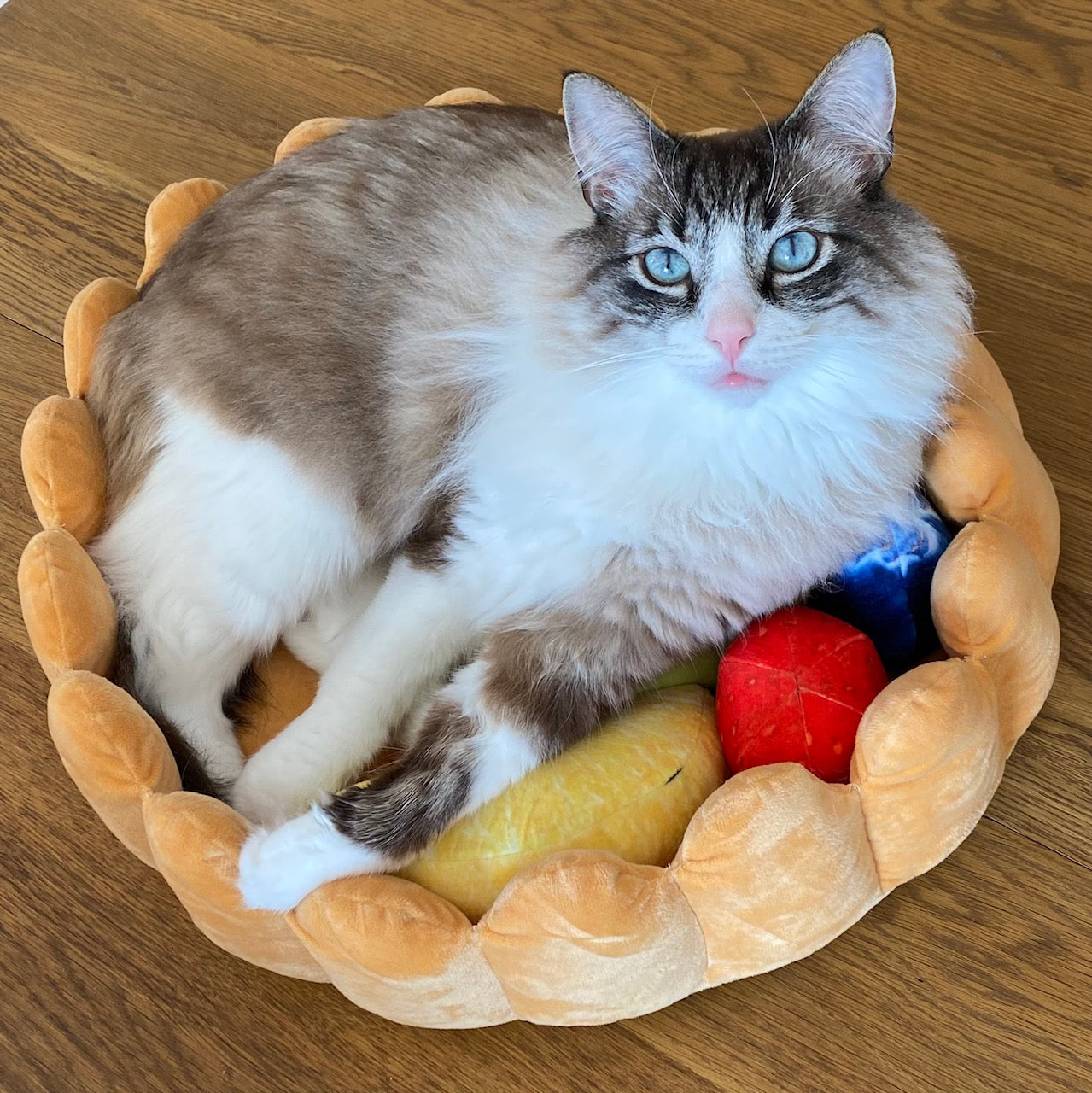 🥝🍓"Delicious Fruit Tart" - The funniest kitty and doggy bed😹